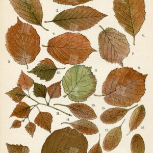 VINTAGE Botanical Illustration - Autumnal Leaves by Frances George Heath