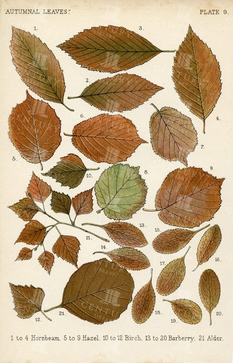VINTAGE Botanical Illustration - Autumnal Leaves by Frances George Heath