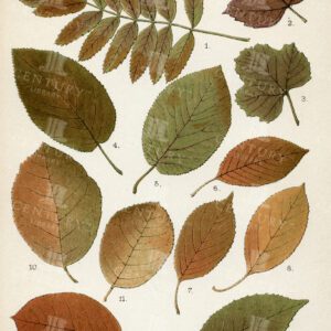 1899 Antique Botanical Illustration - Autumnal Leaves by Frances George Heath