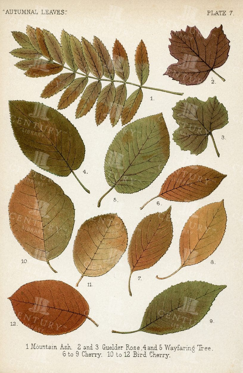1899 Antique Botanical Illustration - Autumnal Leaves by Frances George Heath