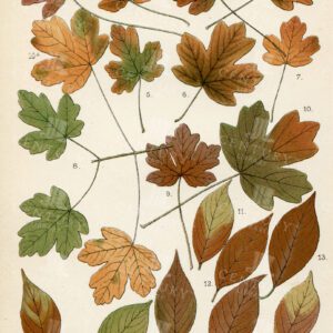 VINTAGE 1899 Botanical Illustration - Maple, Spindle Tree Autumn Leaves