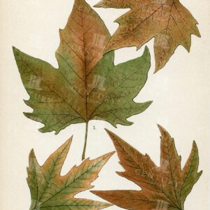 BOTANICAL 1899 Vintage Illustration - Autumnal Leaves