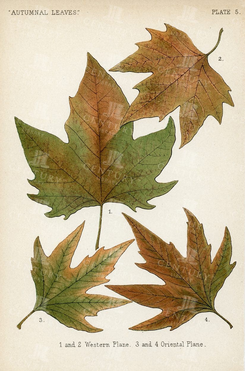 BOTANICAL 1899 Vintage Illustration - Autumnal Leaves