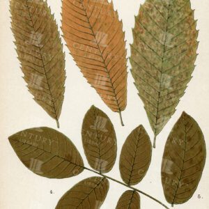 CHESTNUT and WALNUT Autumnal Leaves - 1899 Vintage Illustration