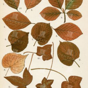 AUTUMNAL LEAVES, Vintage Botanical Illustration - Beech, Lime and Ivy