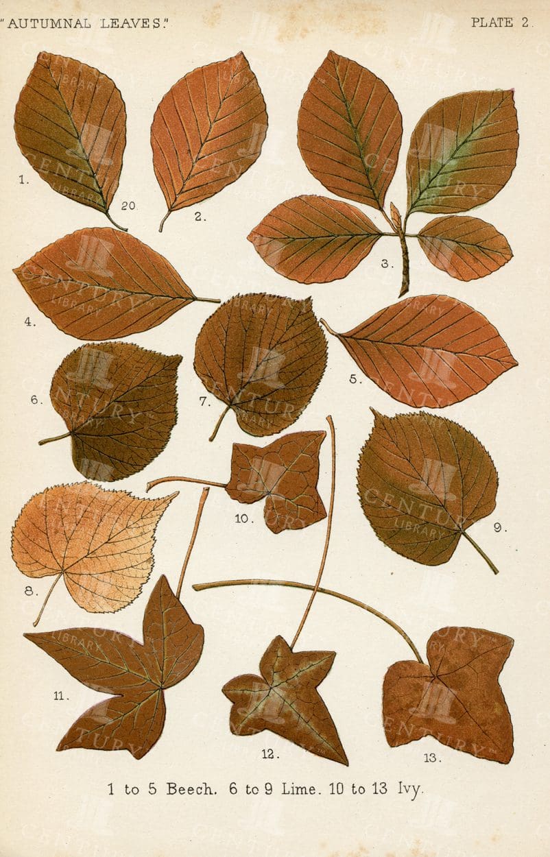 AUTUMNAL LEAVES, Vintage Botanical Illustration - Beech, Lime and Ivy