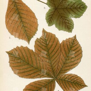 VINTAGE Botanical Illustration of Autumnal Leaves - Horse Chestnut, Sycamore