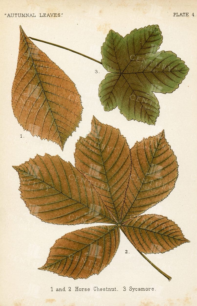 VINTAGE Botanical Illustration of Autumnal Leaves - Horse Chestnut, Sycamore