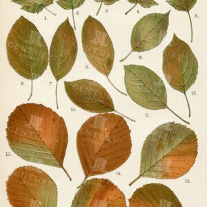 VINTAGE Botanical Illustration by Francis George Heath - Autumnal Leaves