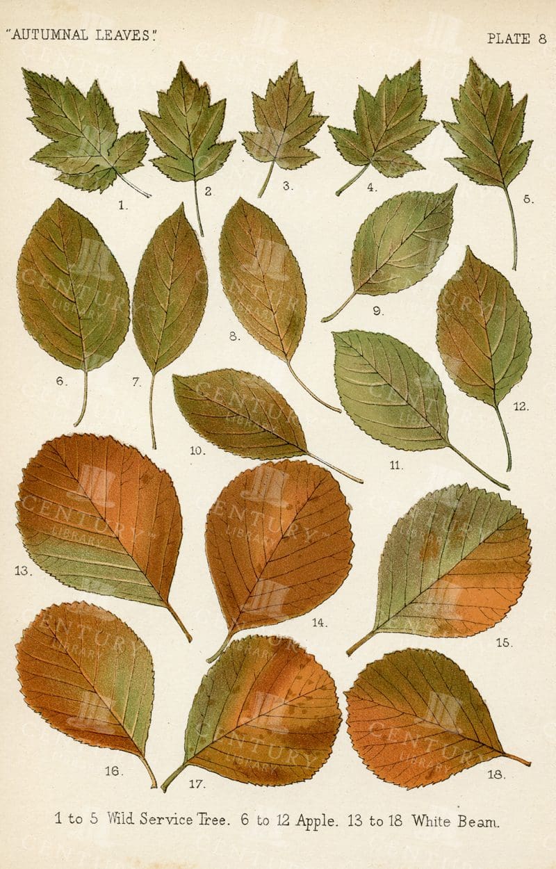 VINTAGE Botanical Illustration by Francis George Heath - Autumnal Leaves