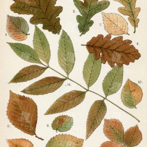 OAK, ELM, ASH - Autumnal Leaves Vintage Botanical Illustration