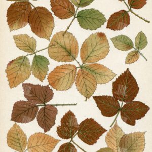 BRAMBLE - Vintage Autumnal Leaves Botanical Illustration