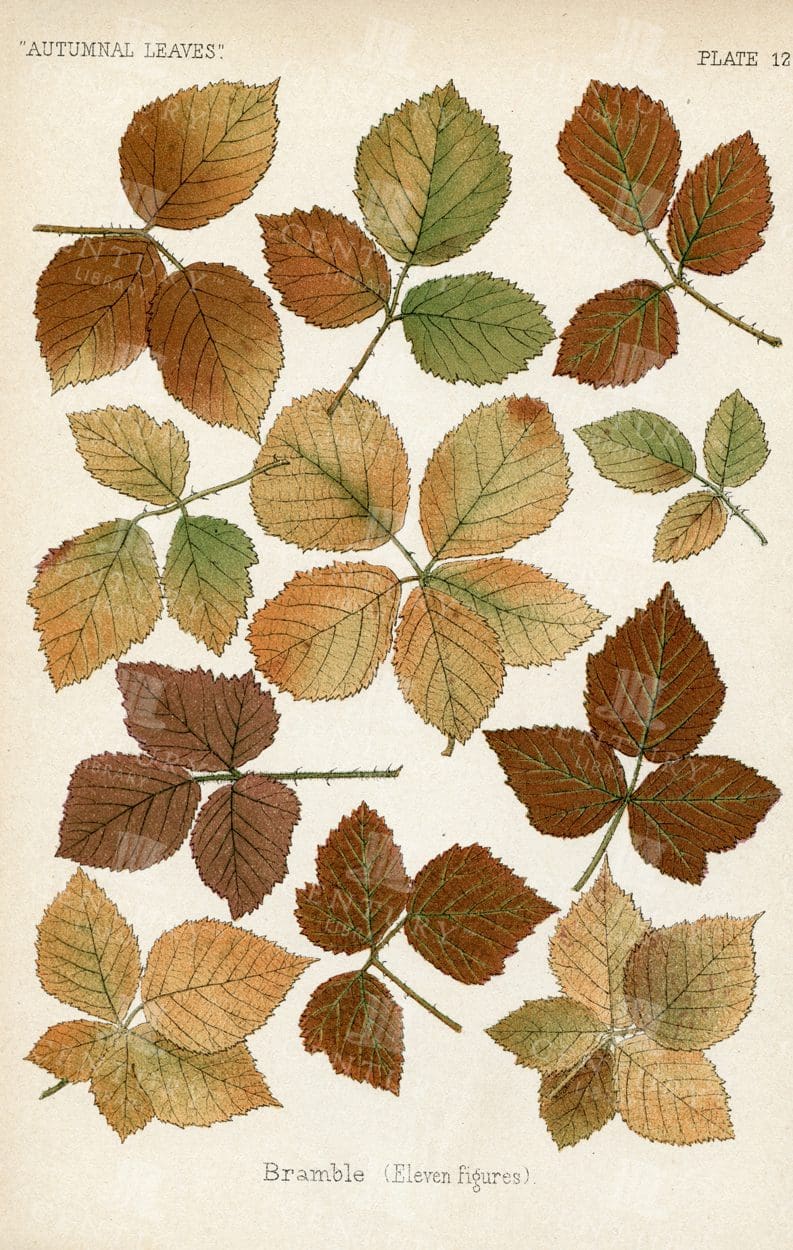 BRAMBLE - Vintage Autumnal Leaves Botanical Illustration