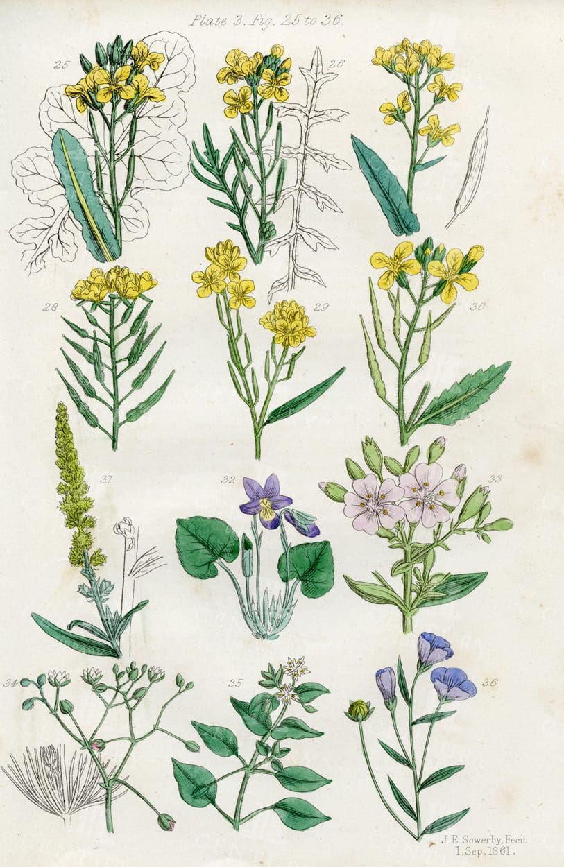 VINTAGE Botanical Illustration - Useful plants of Great Britain