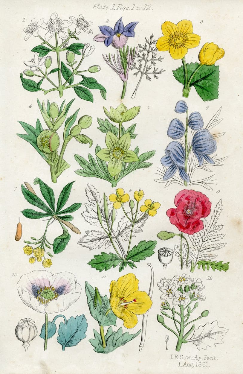 VINTAGE Botanical Illustration - Useful plants of Great Britain