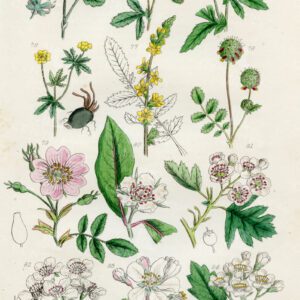 VINTAGE Botanical Illustration - Useful plants of Great Britain