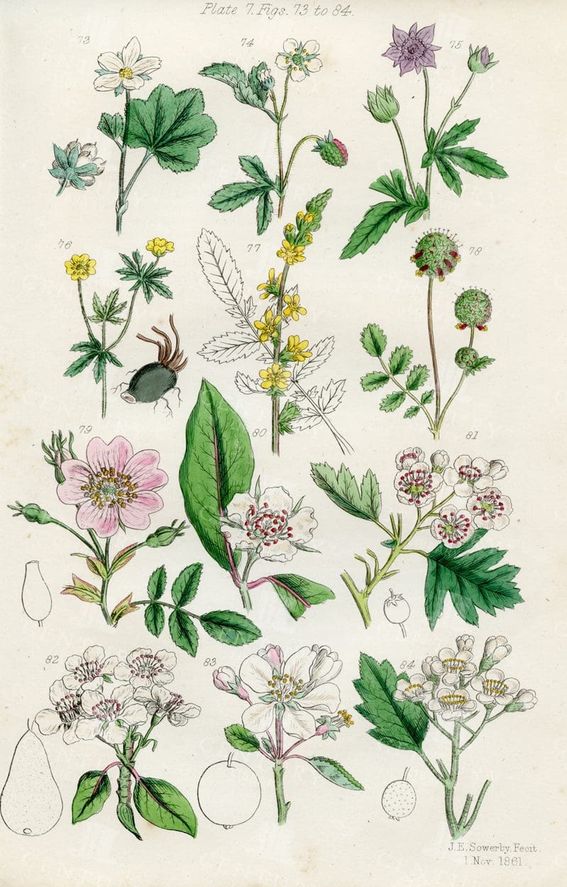 VINTAGE Botanical Illustration - Useful plants of Great Britain