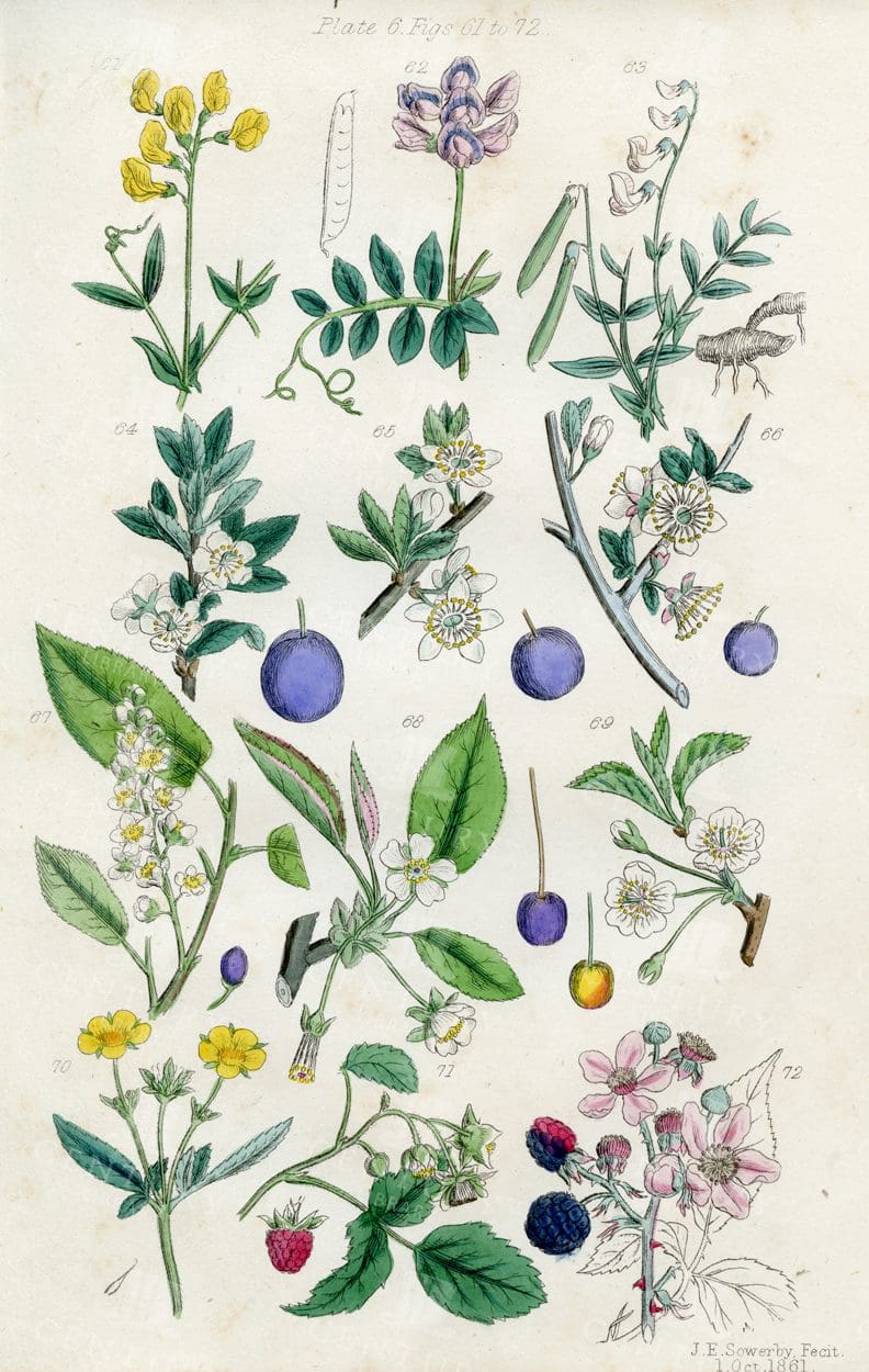 VINTAGE Botanical Illustration - Useful plants of Great Britain