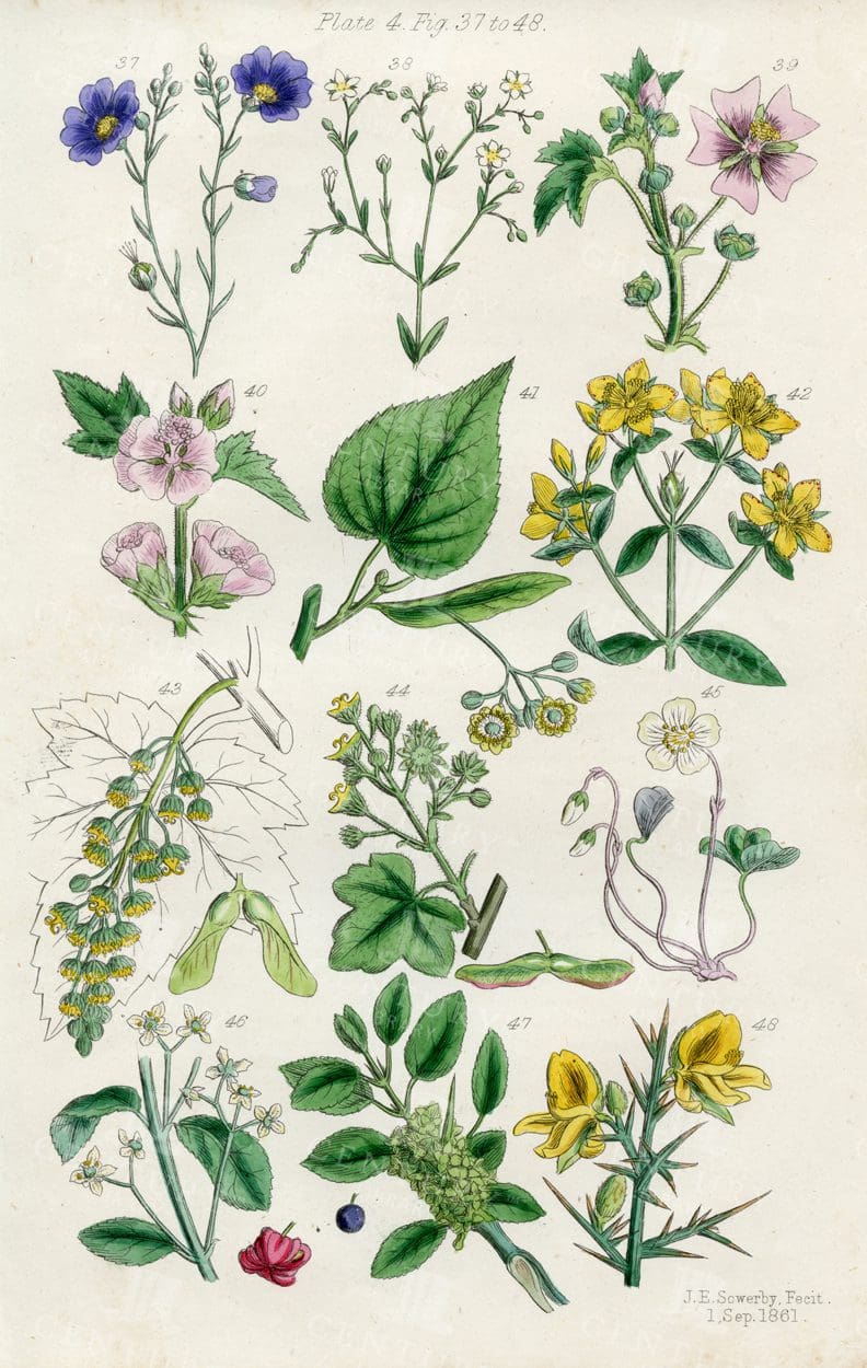 VINTAGE Botanical Illustration - Useful plants of Great Britain