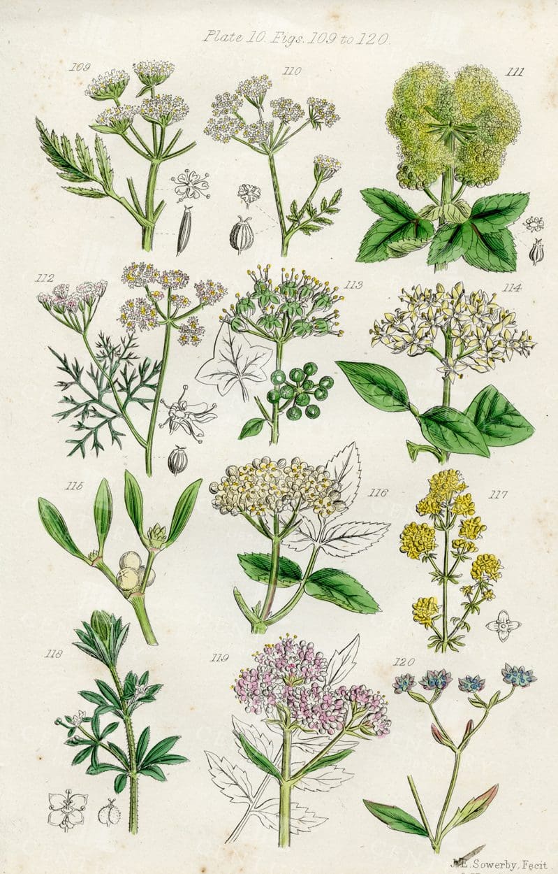 VINTAGE Botanical Illustration - Useful plants of Great Britain