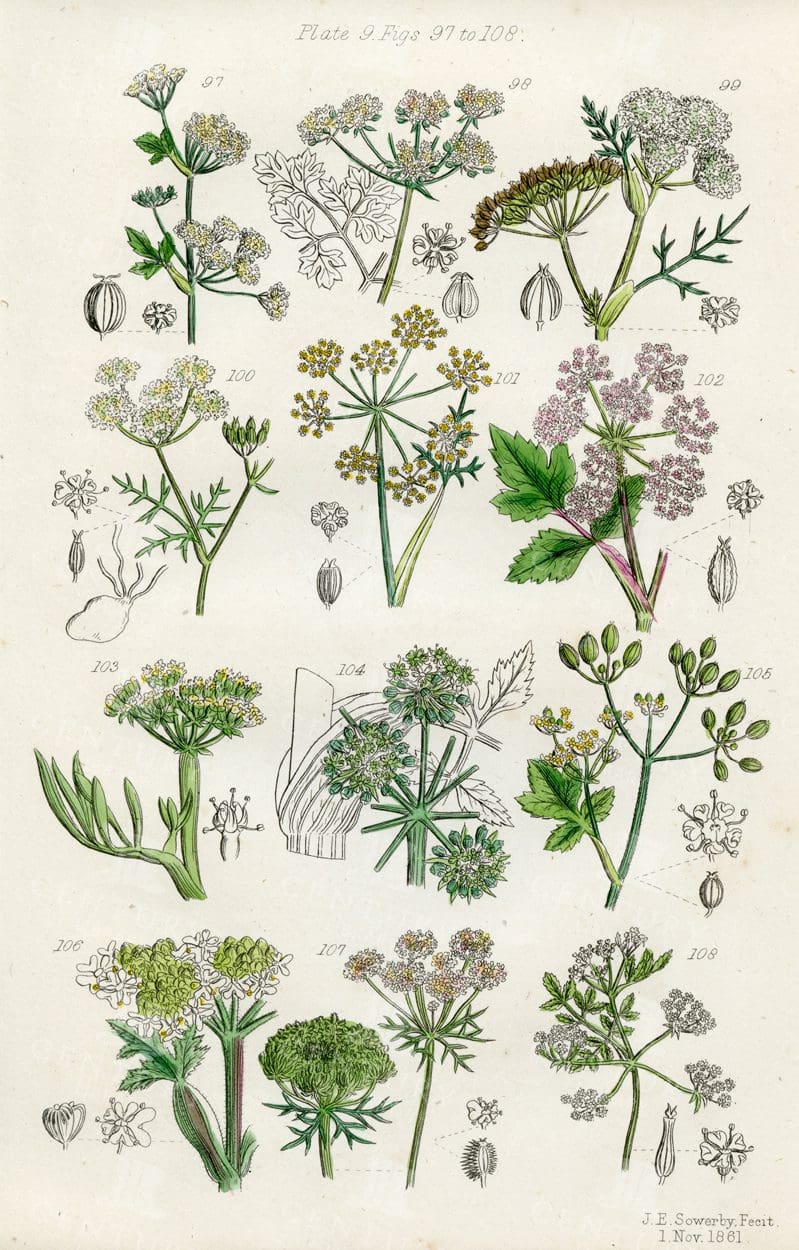 VINTAGE Botanical Illustration - Useful plants of Great Britain