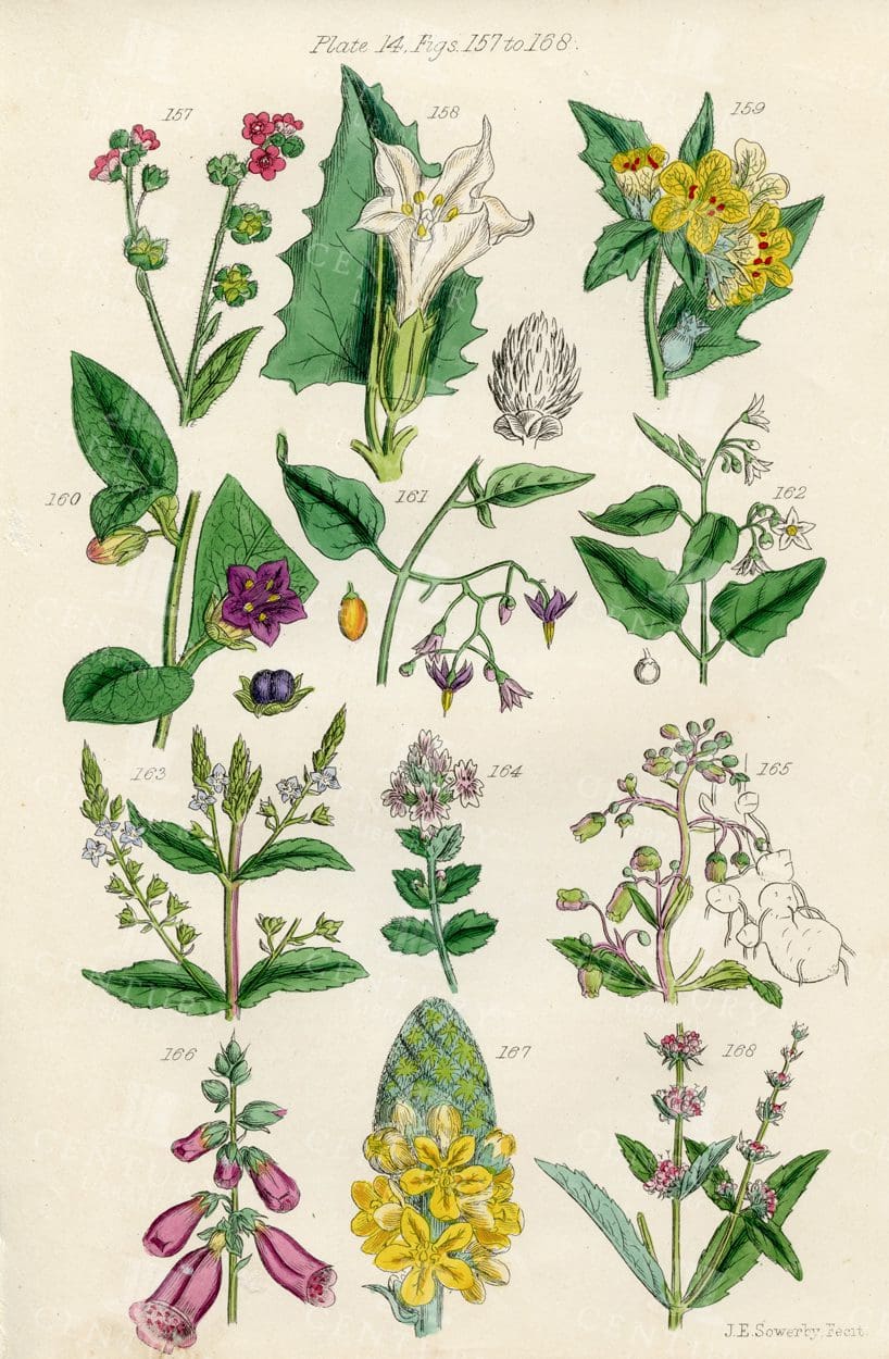 VINTAGE Botanical Illustration - Useful plants of Great Britain