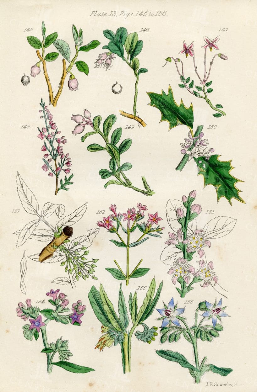 VINTAGE Botanical Illustration - Useful plants of Great Britain