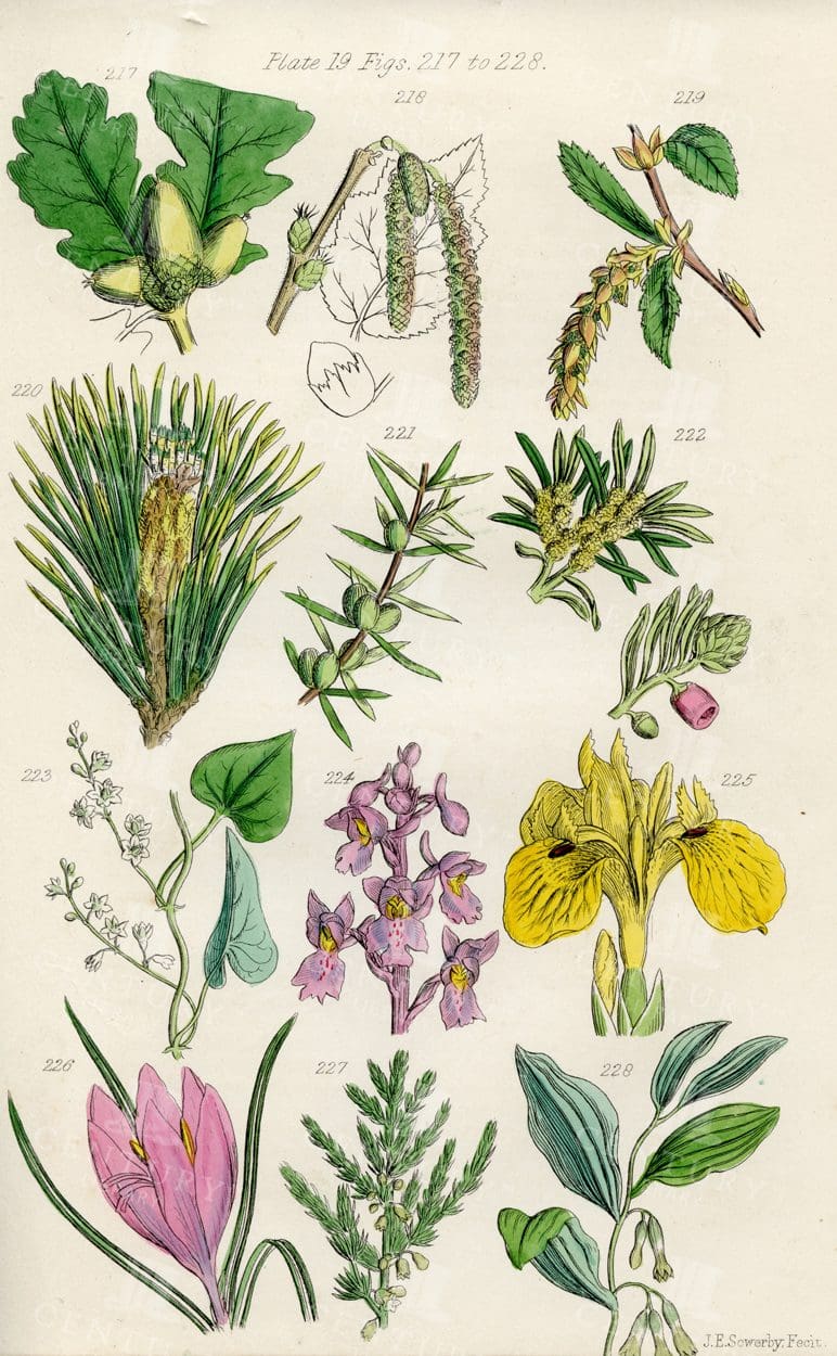 VINTAGE Botanical Illustration - Useful plants of Great Britain