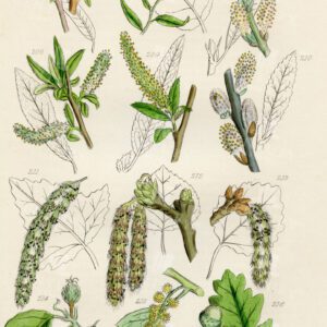VINTAGE Botanical Illustration - Useful plants of Great Britain