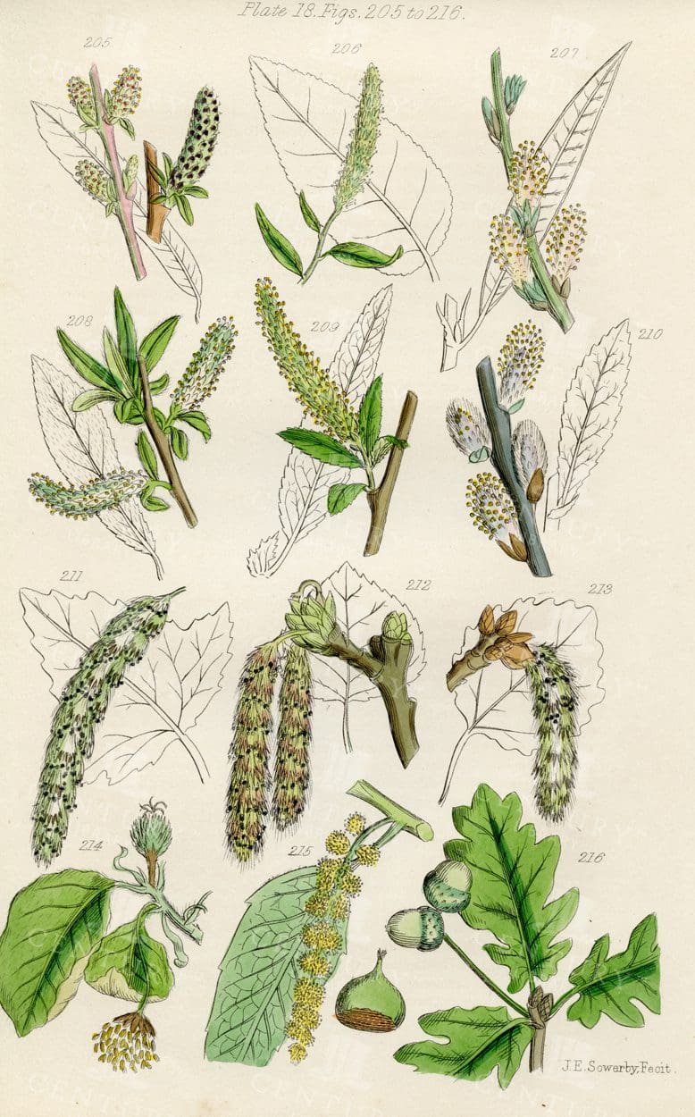 VINTAGE Botanical Illustration - Useful plants of Great Britain
