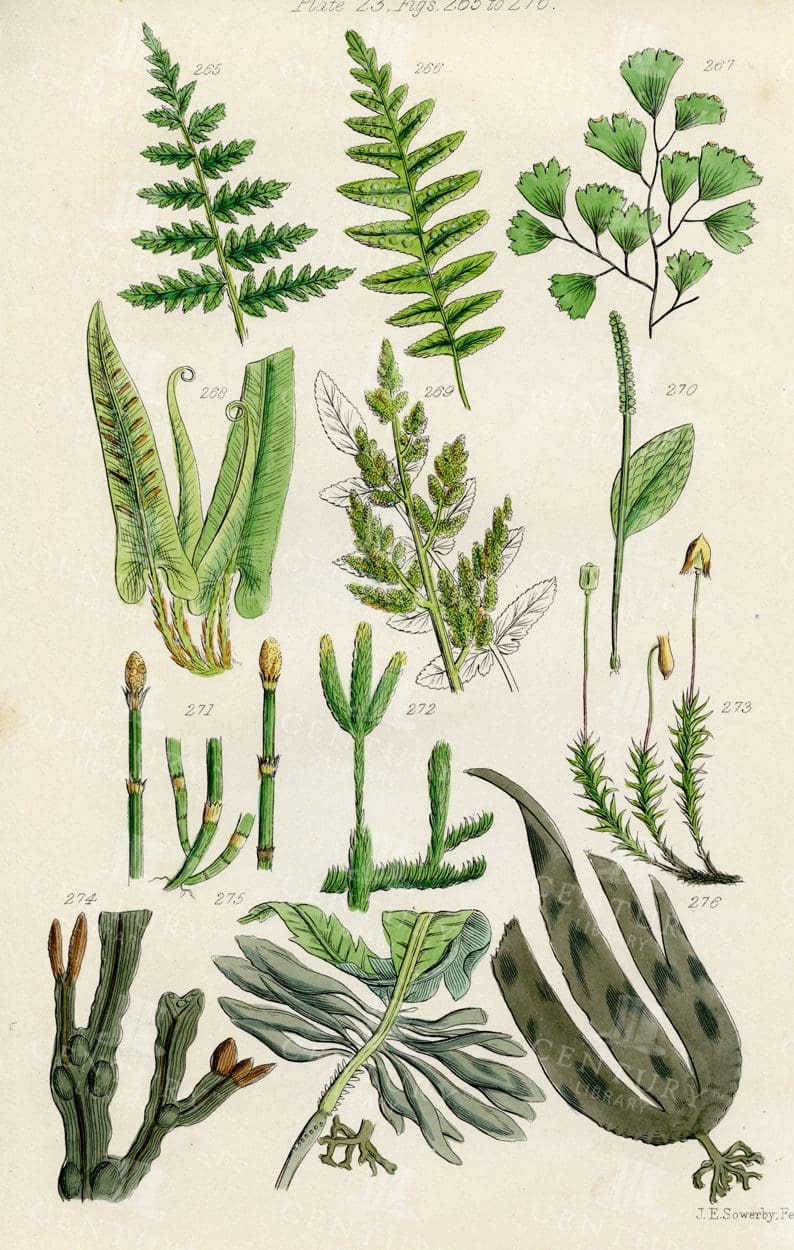 VINTAGE Botanical Illustration - Useful plants of Great Britain