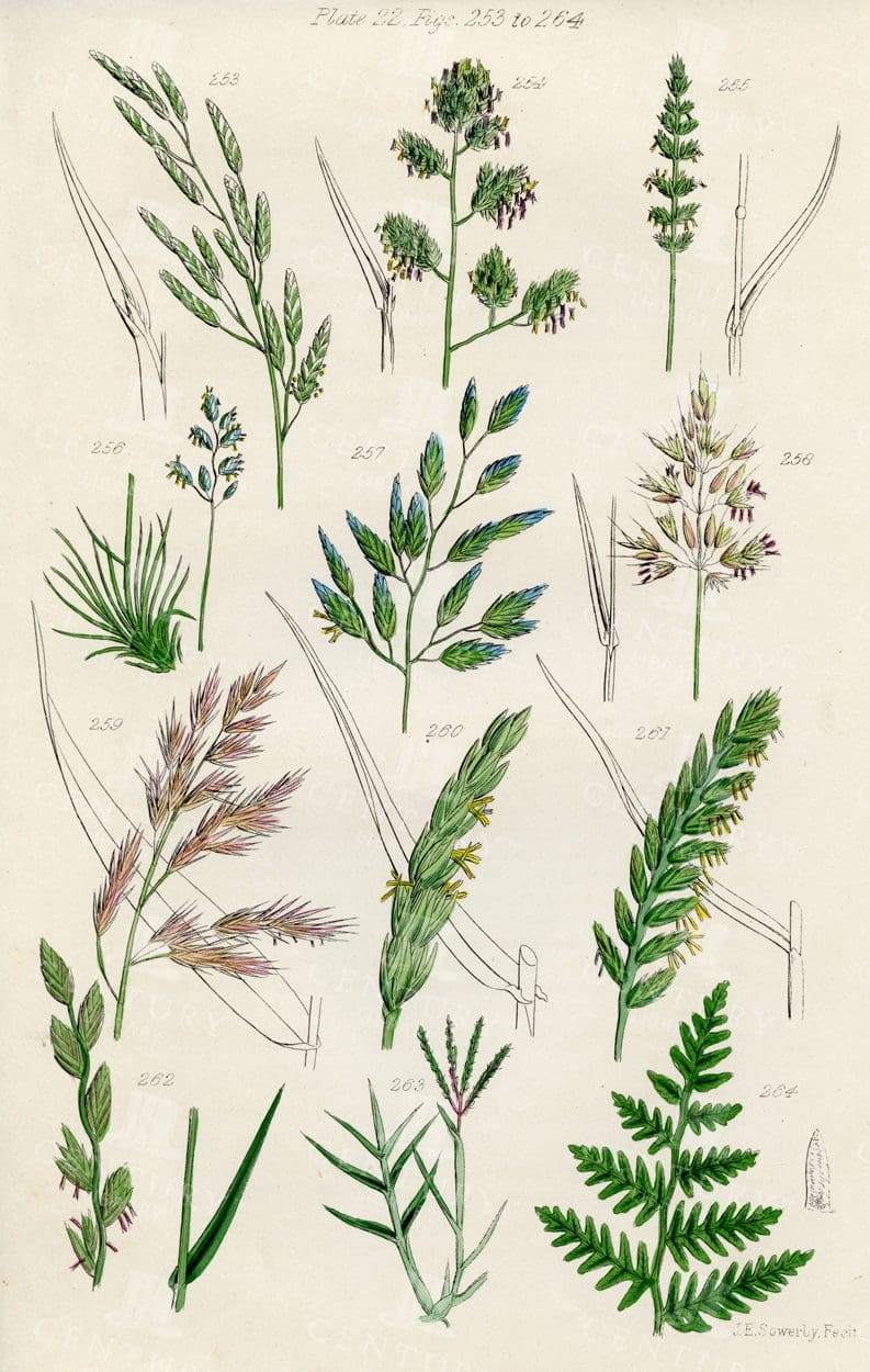 VINTAGE Botanical Illustration - Useful plants of Great Britain