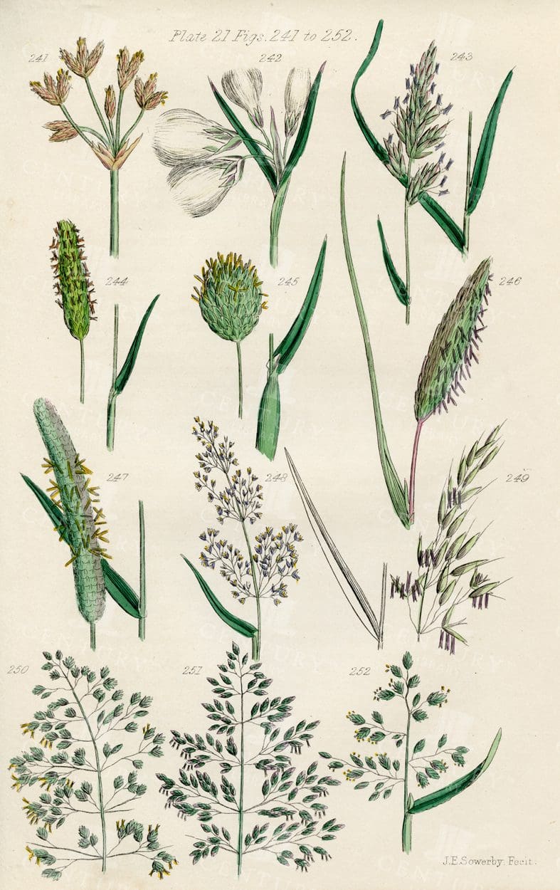VINTAGE Botanical Illustration - Useful plants of Great Britain