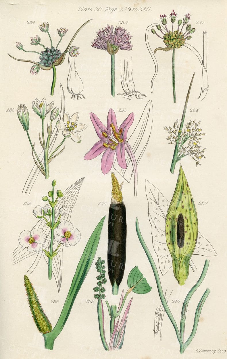 VINTAGE Botanical Illustration - Useful plants of Great Britain