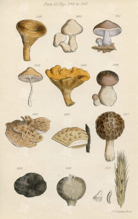 VINTAGE Botanical Illustration - Useful plants of Great Britain