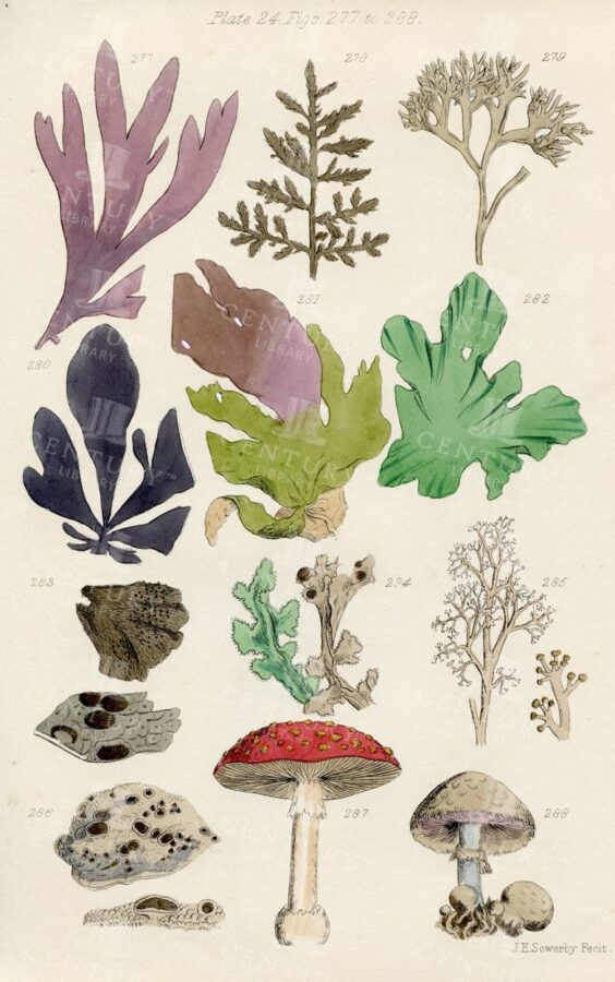 VINTAGE Botanical Illustration - Useful plants of Great Britain