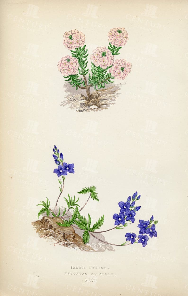 BOTANICAL Vintage Illustration 1874 - Iberis Jucunda - Veronica Prostrata