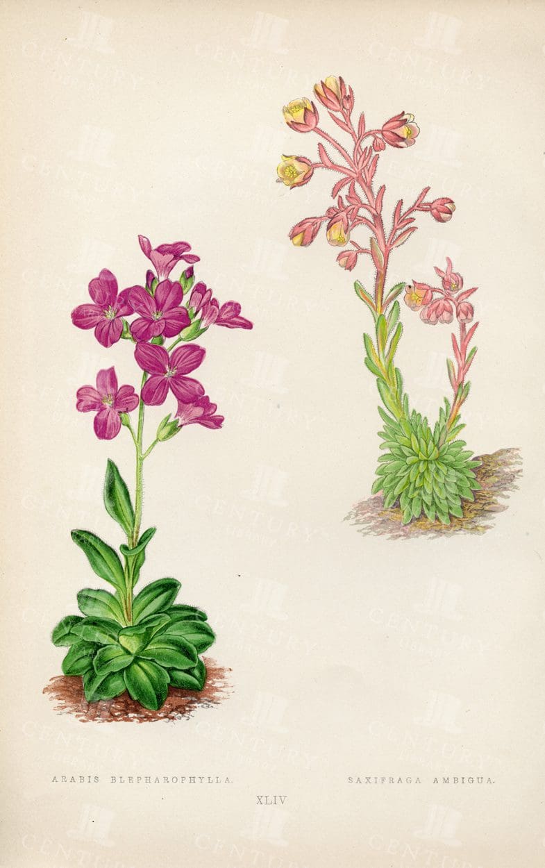 ALPINE Plants - Arabis Blepharophylla, Saxifraga Ambigua - Vintage Illustration