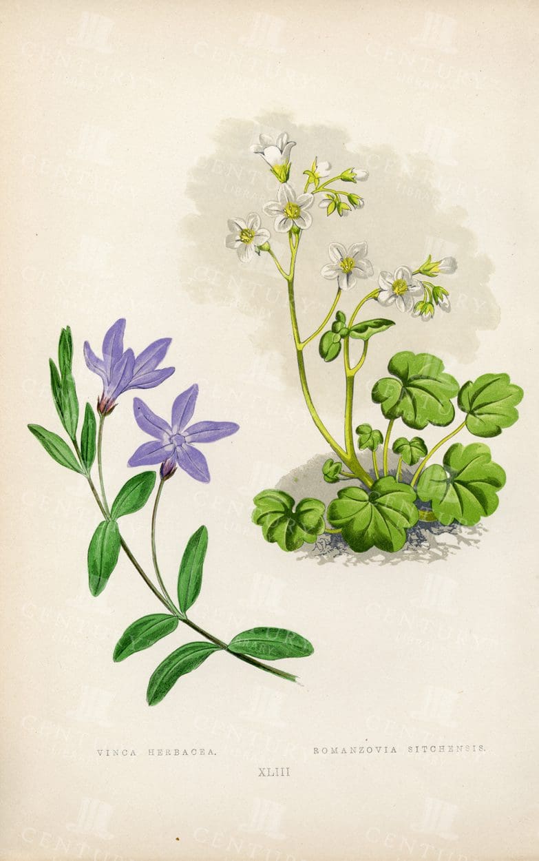 VINTAGE 1874 Illustration - Vinca Herbacea, Romanzovia Sitchensis