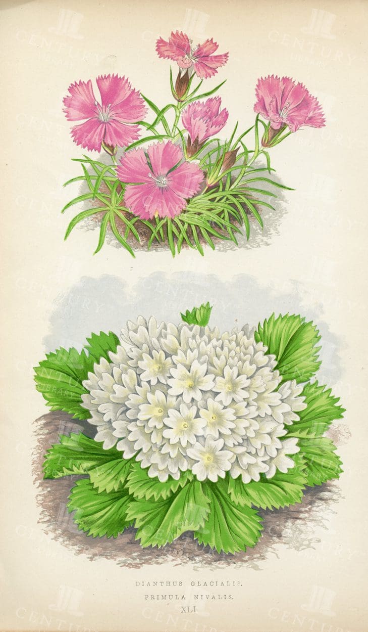 DIANTHUS and Primula - Alpine Plants Vintage 1874 Illustration