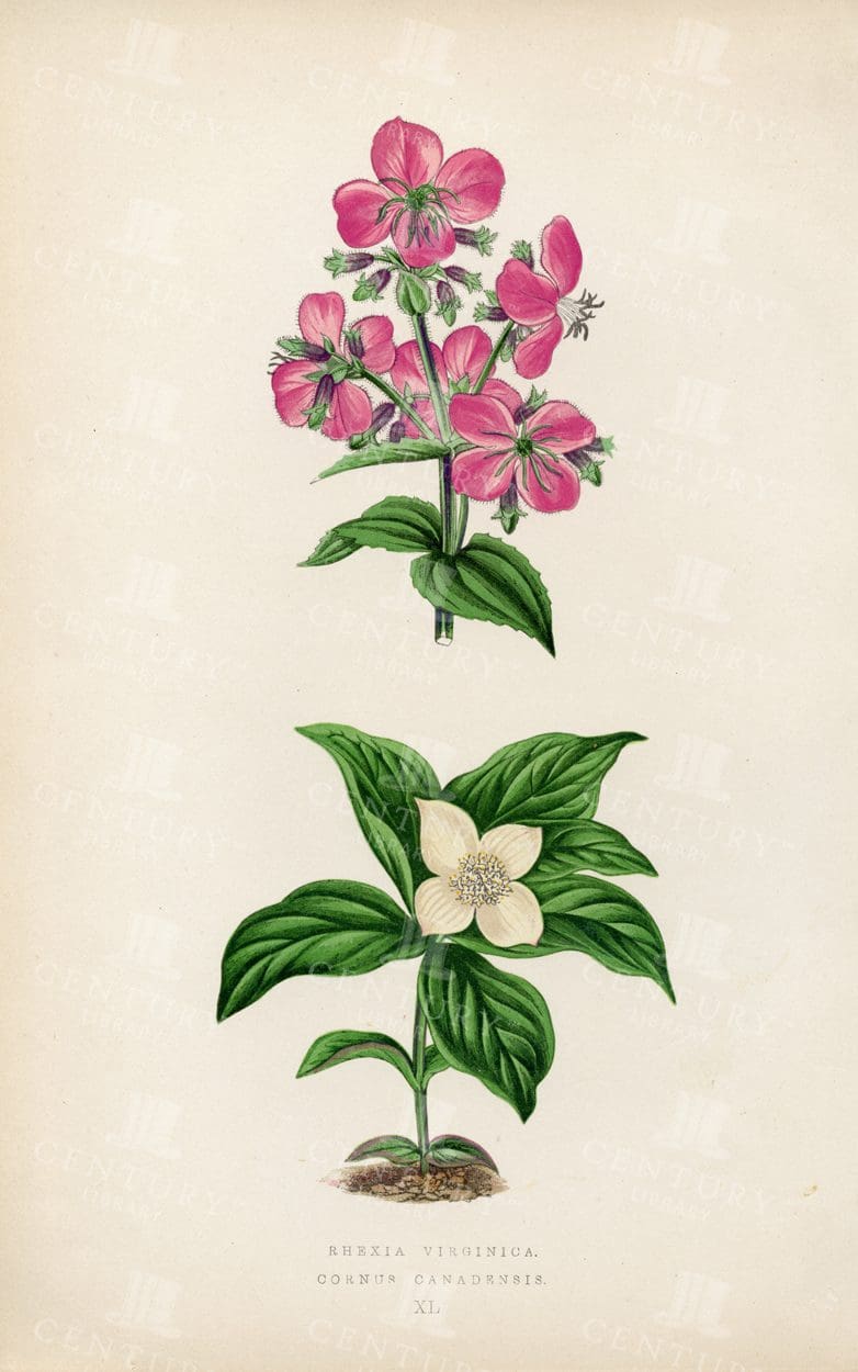 1874 Vintage Botanical Illustration Showing Examples of Alpine Plants