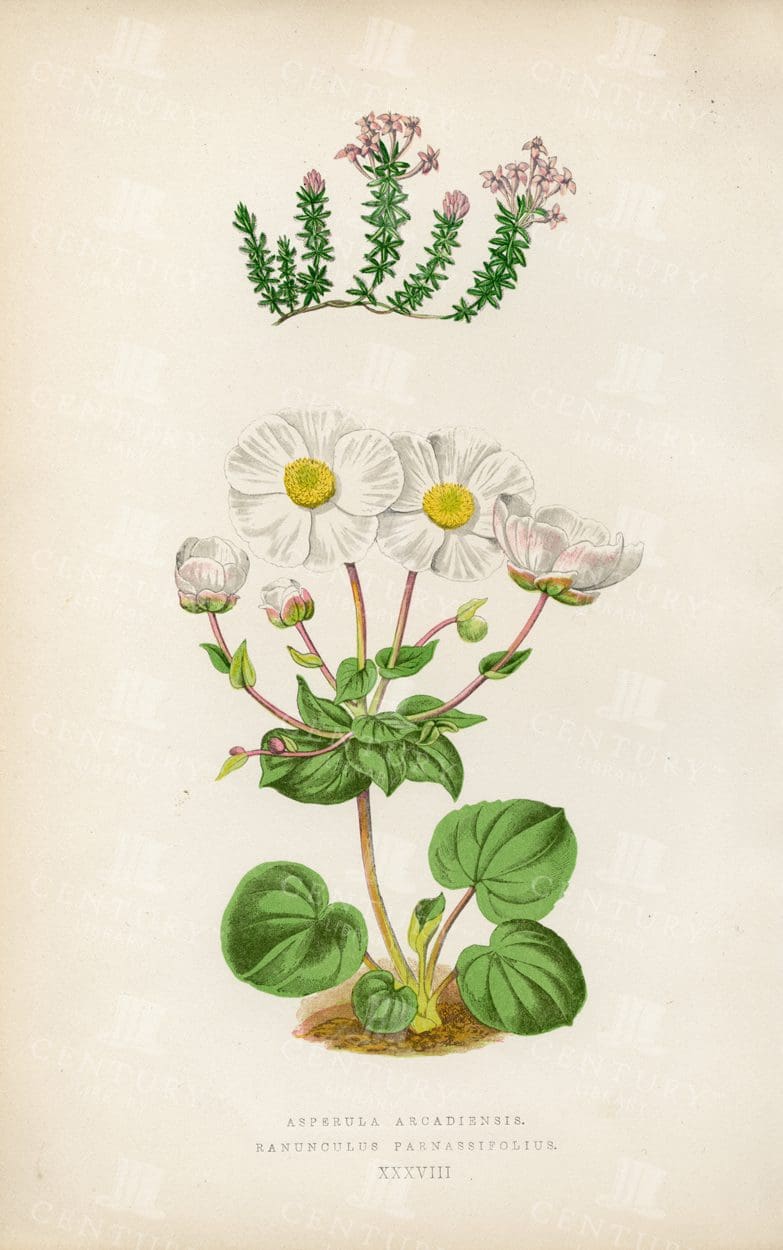 BOTANICAL Vintage Illustration 1874 - Ranunculus and Asperula
