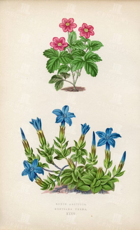 LOVELY Botanical Illustration 1874 - Rubus Arcticus, Gentiana Verna