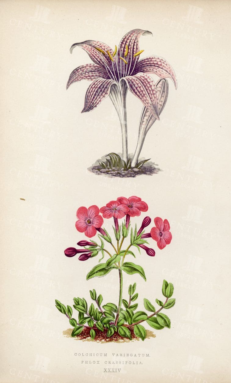 STUNNING Alpine Plant Vintage Illustration - Phlox and Colchicum