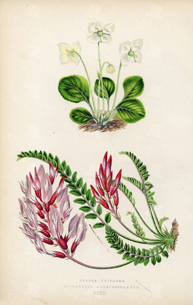 BOTANICAL Vintage Illustration  - Stunning Examples of Alpine Plants