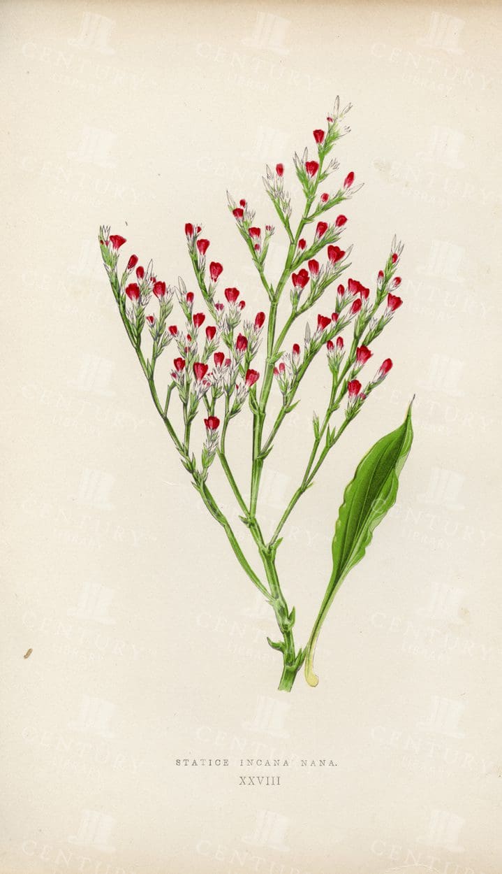 STATICE Incana Nana - Beautiful Antique Botanical Illustration - 1874