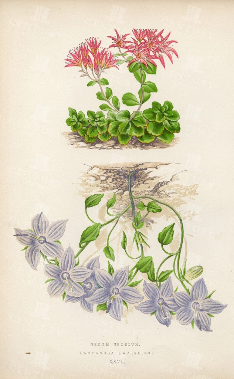 ANTIQUE 1874 Botanical Illustration - Sedum and Campanula