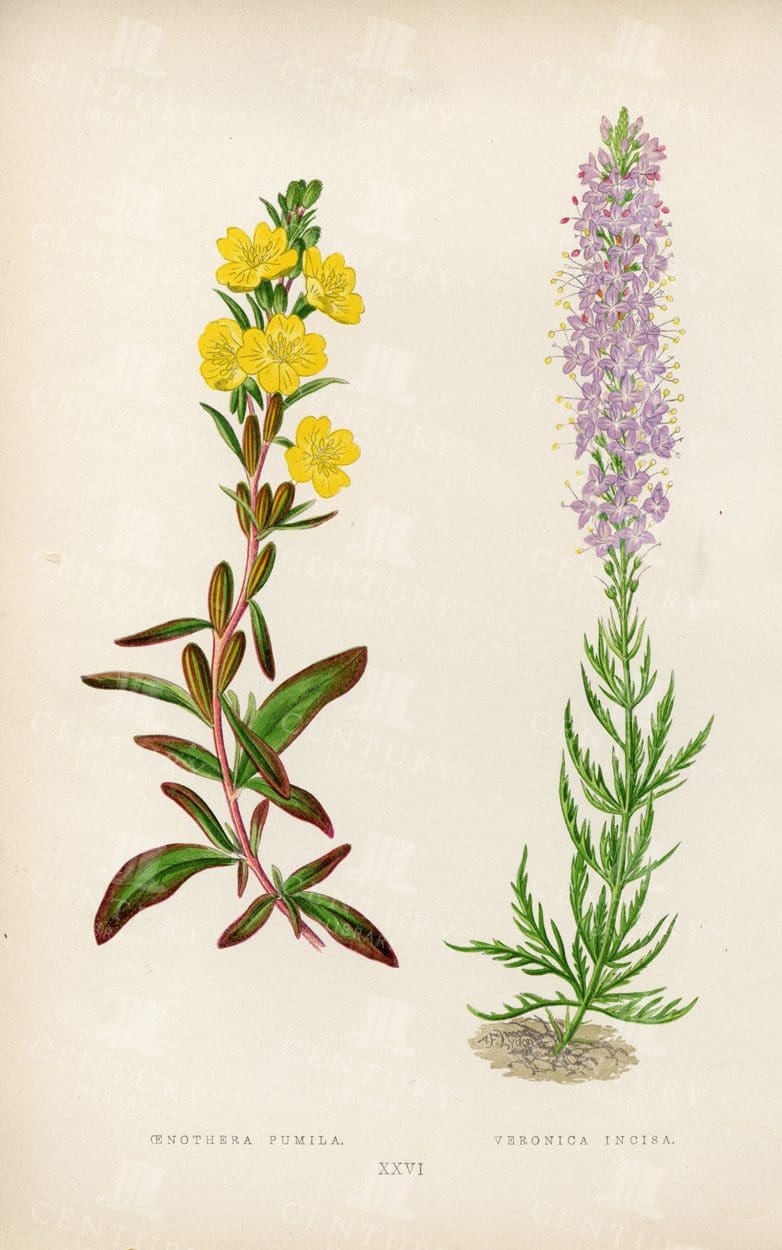 OENOTHERA Pumila, Veronica Incisa - Vintage 1874 Botanical Illustration