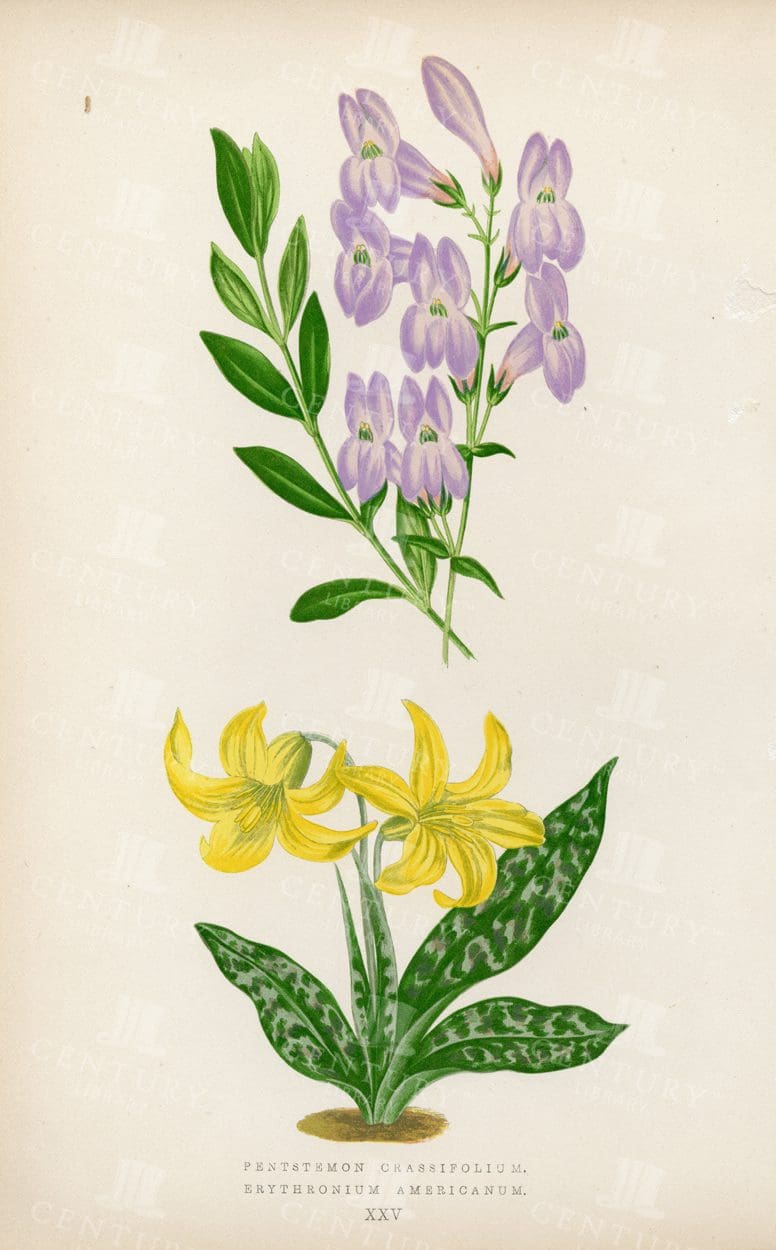 BEAUTIFUL 1874 Antique Botanical Illustration - Alpine Plants
