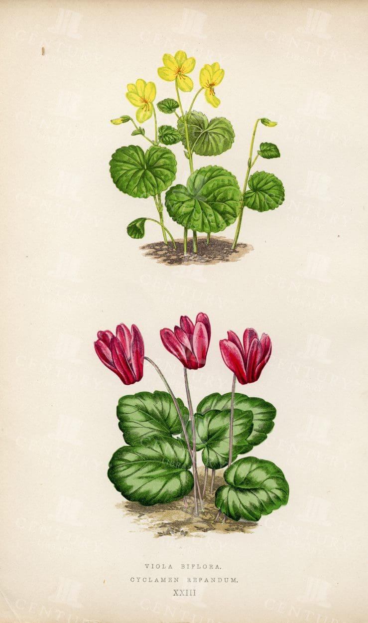 LOVELY Example of Alpine Plants - Vintage 1874 Botanical Illustration